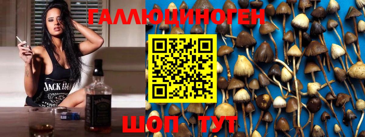 Псилоцибиновые грибы Cubensis Прохладный